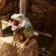 Image for article titled A Look Inside Japan's Reptile Cafes